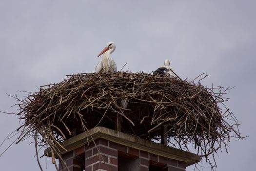 Stork family in storks nest