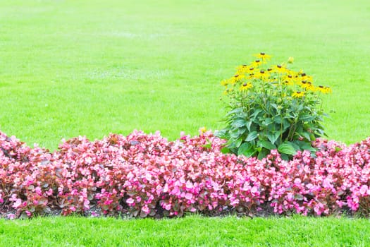 Background of yellow and pink flowers and fresh green lawn with free copyspace place for your text