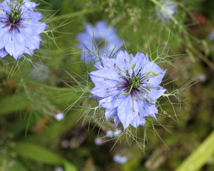 Nigella, Love in the mist