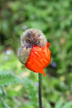 Poppy bud bursting out