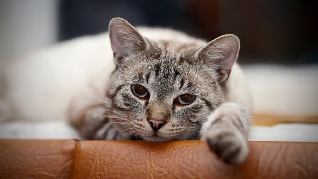 Portrait of a striped blue-eyed cat. Striped cat. Striped not purebred kitten. Small predator. Small cat.