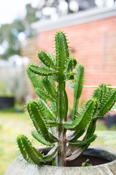 the gorgeous green plant with blure background ideal for decoration