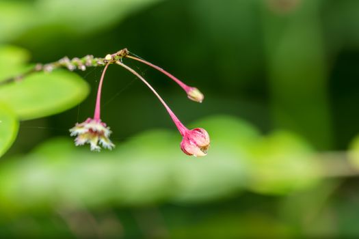 the beautiful soft-focus close up of pink flower in the garden