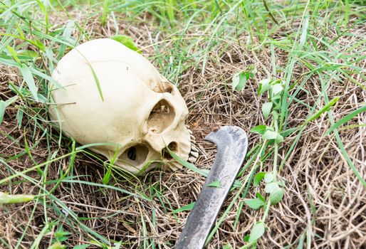 still life skull with knif in the garden as a kind of art