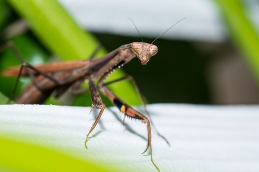 the close up macro of praying mantis insect in the garden