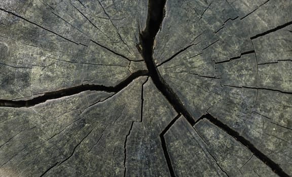 Tree rings are counted to determine the age of a tree.