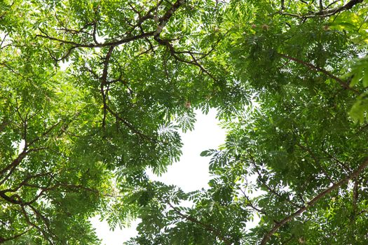 Under the tree with branch and green leaves