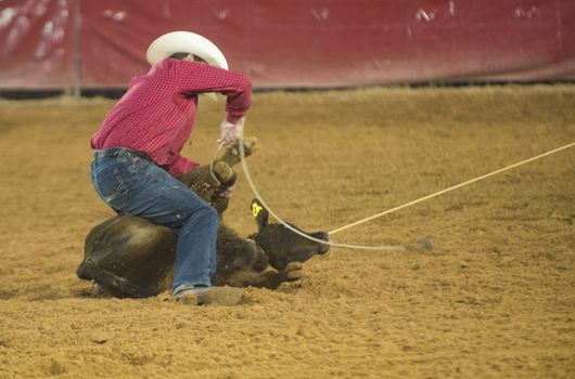 LOGANDALE , NEVADA - APRIL 10 : Cowboy Participating in a Calf roping Competition at the Clark County Fair and Rodeo a Professional Rodeo held in Logandale Nevada , USA on April 10 2014