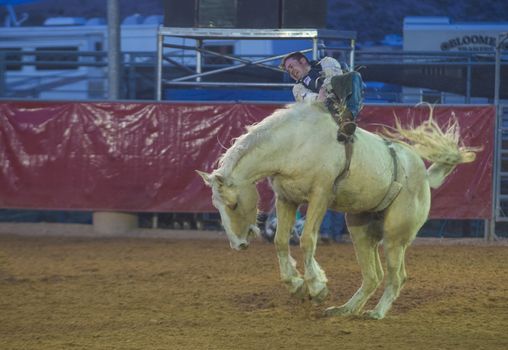 LOGANDALE , NEVADA - APRIL 10 : Cowboy Participating in a Bucking Horse Competition at the Clark County Fair and Rodeo a Professional Rodeo held in Logandale Nevada , USA on April 10 2014 