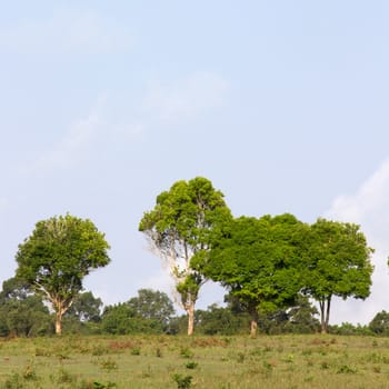 Row of green trees and blue sky