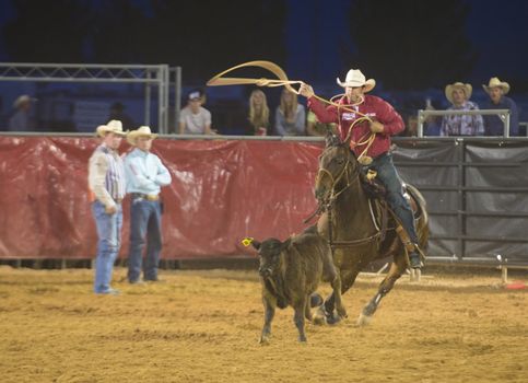 LOGANDALE , NEVADA - APRIL 10 : Cowboy Participating in a Calf roping Competition at the Clark County Fair and Rodeo a Professional Rodeo held in Logandale Nevada , USA on April 10 2014