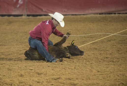 LOGANDALE , NEVADA - APRIL 10 : Cowboy Participating in a Calf roping Competition at the Clark County Fair and Rodeo a Professional Rodeo held in Logandale Nevada , USA on April 10 2014