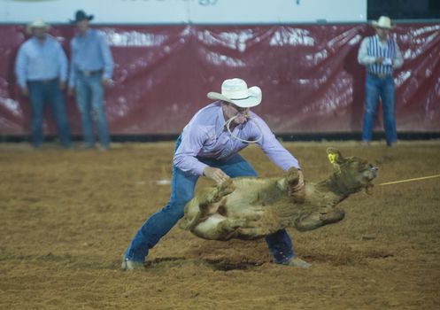 LOGANDALE , NEVADA - APRIL 10 : Cowboy Participating in a Calf roping Competition at the Clark County Fair and Rodeo a Professional Rodeo held in Logandale Nevada , USA on April 10 2014