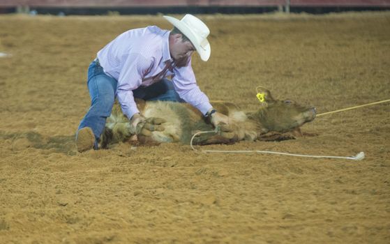 LOGANDALE , NEVADA - APRIL 10 : Cowboy Participating in a Calf roping Competition at the Clark County Fair and Rodeo a Professional Rodeo held in Logandale Nevada , USA on April 10 2014