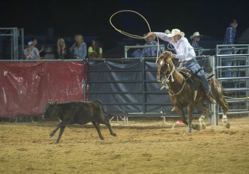 LOGANDALE , NEVADA - APRIL 10 : Cowboy Participating in a Calf roping Competition at the Clark County Fair and Rodeo a Professional Rodeo held in Logandale Nevada , USA on April 10 2014