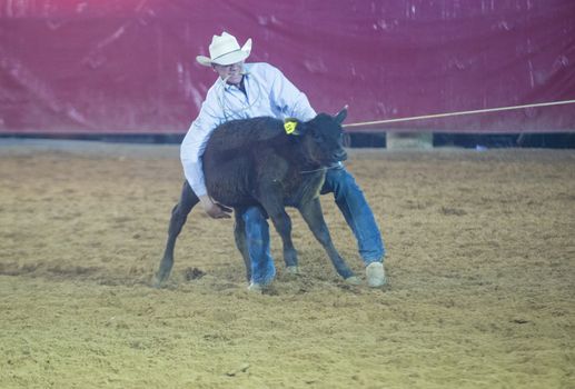 LOGANDALE , NEVADA - APRIL 10 : Cowboy Participating in a Calf roping Competition at the Clark County Fair and Rodeo a Professional Rodeo held in Logandale Nevada , USA on April 10 2014