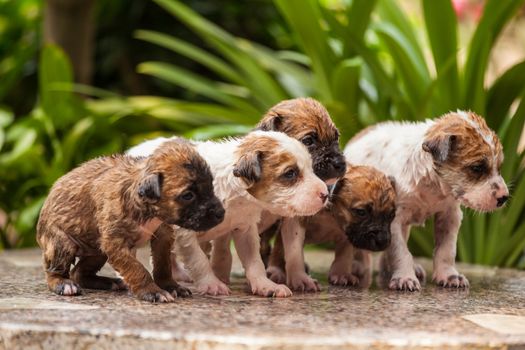 Close up of washing five puppy dog