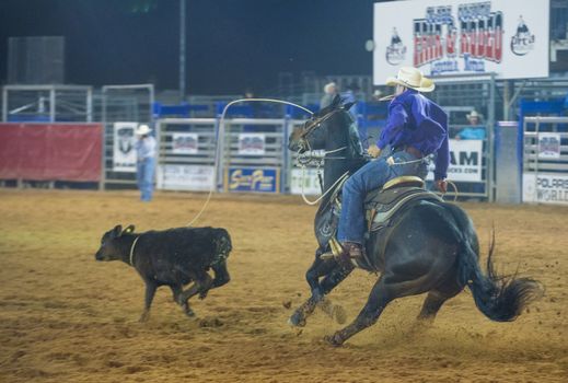 LOGANDALE , NEVADA - APRIL 10 : Cowboy Participating in a Calf roping Competition at the Clark County Fair and Rodeo a Professional Rodeo held in Logandale Nevada , USA on April 10 2014