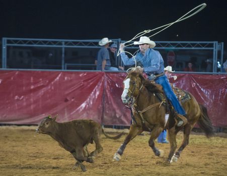 LOGANDALE , NEVADA - APRIL 10 : Cowboy Participating in a Calf roping Competition at the Clark County Fair and Rodeo a Professional Rodeo held in Logandale Nevada , USA on April 10 2014