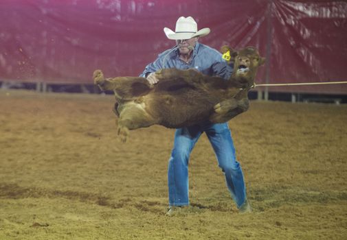 LOGANDALE , NEVADA - APRIL 10 : Cowboy Participating in a Calf roping Competition at the Clark County Fair and Rodeo a Professional Rodeo held in Logandale Nevada , USA on April 10 2014