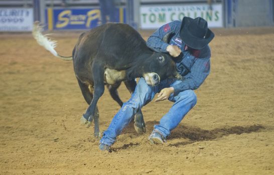 LOGANDALE , NEVADA - APRIL 10 : Cowboy Participating in a Steer wrestling Competition at the Clark County Fair and Rodeo a Professional Rodeo held in Logandale Nevada , USA on April 10 2014 