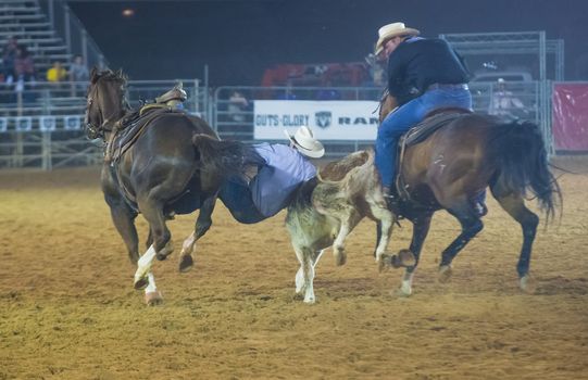 LOGANDALE , NEVADA - APRIL 10 : Cowboy Participating in a Steer wrestling Competition at the Clark County Fair and Rodeo a Professional Rodeo held in Logandale Nevada , USA on April 10 2014 