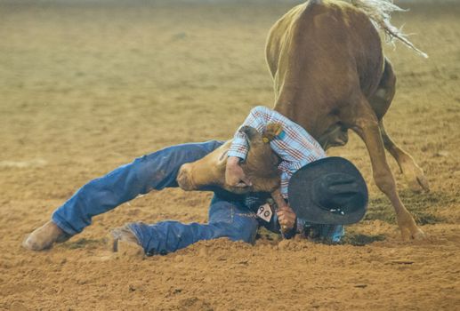 LOGANDALE , NEVADA - APRIL 10 : Cowboy Participating in a Steer wrestling Competition at the Clark County Fair and Rodeo a Professional Rodeo held in Logandale Nevada , USA on April 10 2014 