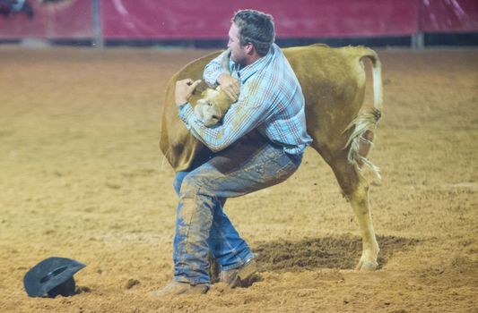 LOGANDALE , NEVADA - APRIL 10 : Cowboy Participating in a Steer wrestling Competition at the Clark County Fair and Rodeo a Professional Rodeo held in Logandale Nevada , USA on April 10 2014 