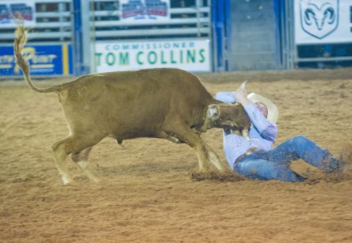 LOGANDALE , NEVADA - APRIL 10 : Cowboy Participating in a Steer wrestling Competition at the Clark County Fair and Rodeo a Professional Rodeo held in Logandale Nevada , USA on April 10 2014 