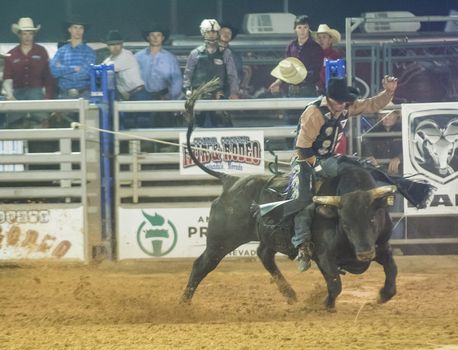 LOGANDALE , NEVADA - APRIL 10 : Cowboy Participating in a Bull riding Competition at the Clark County Fair and Rodeo a Professional Rodeo held in Logandale Nevada , USA on April 10 2014 