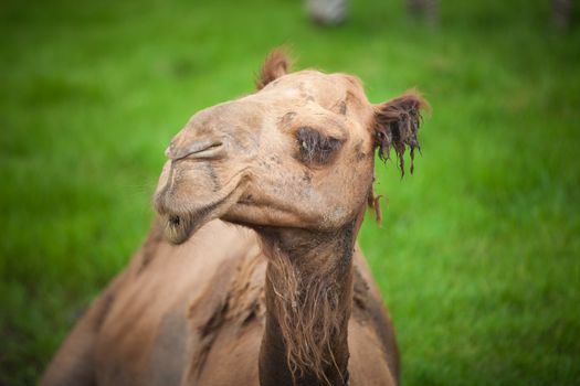 alone camel sitting in green grass