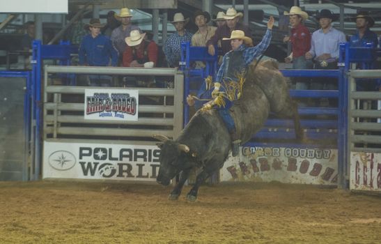 LOGANDALE , NEVADA - APRIL 10 : Cowboy Participating in a Bull riding Competition at the Clark County Fair and Rodeo a Professional Rodeo held in Logandale Nevada , USA on April 10 2014 