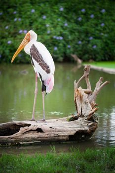 Dalmatian pelican standing on the water