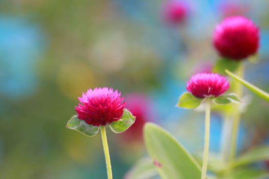 The Globe Amaranth are growing near the footpath.