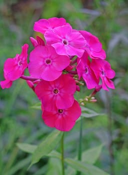 Phlox flowers in the garden
