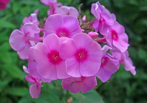 Phlox flowers in the garden