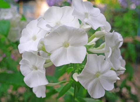 White phlox flowers in the garden