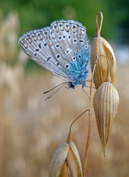 Butterfly blues at the ripe oats                               