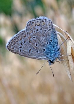 Butterfly blue lycaenidae at the ripe oats