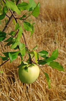 Apple on a branch in a garden