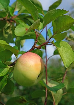 Apple on a branch in a garden                            