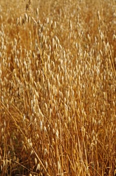 Field of ripe oats sunlit