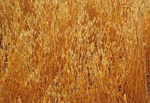 Field of ripe oats sunlit                               