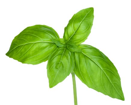 Basil leaves isolated on white background. Macro shot