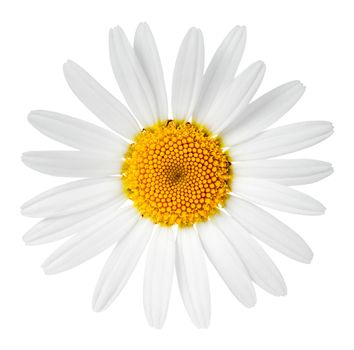 Chamomile flower isolated on white background. Macro shot