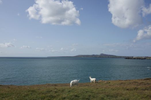 A pair of white goats graze grass on the coast overlooking the sea with a blue sky and fluffy clouds.