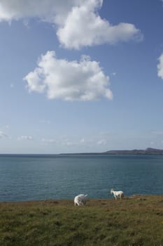 A pair of white goats graze grass on the coast overlooking the sea with a blue sky and fluffy clouds.