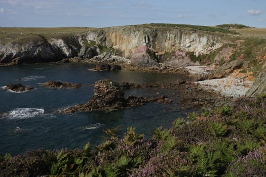 Cliff top plants lead to the geological features of Rhoscolyn bay, Wales coast path, Anglesey, Wales, UK.