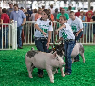 DES MOINES, IA /USA - AUGUST 10: Unidentified teens exercising and showing swine at Iowa State Fair on August 10, 2014 in Des Moines, Iowa, USA.