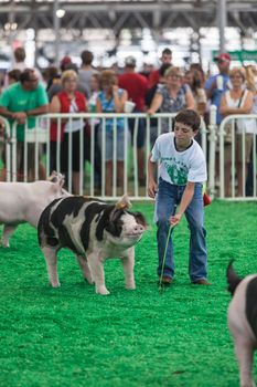 DES MOINES, IA /USA - AUGUST 10: Unidentified teen exercising and showing swine at Iowa State Fair on August 10, 2014 in Des Moines, Iowa, USA.